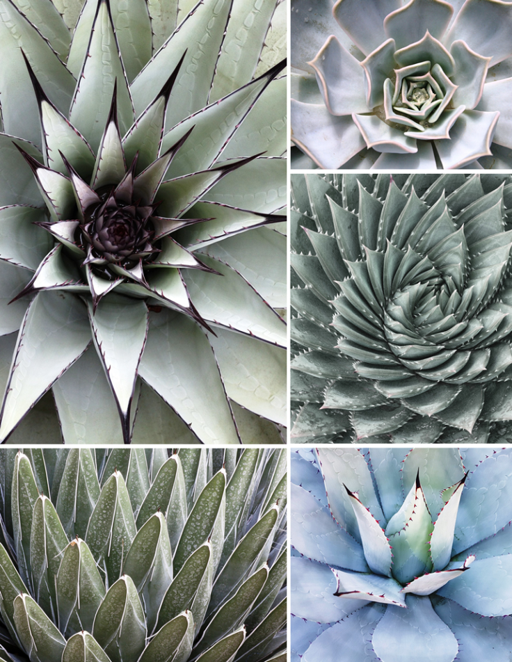 Phyllotaxis, Cacti, White, Geometry, Symmetry, Spiral